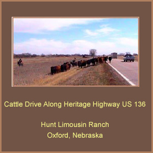 Hunt Limousin Ranch, Oxford, Nebraska